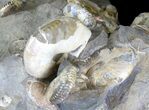 Cluster Of Iridescent Scaphites Ammonites - South Dakota #20019-5